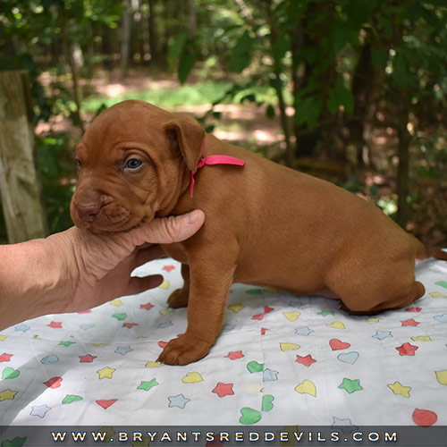 Red Nose Pit Bull Puppies For Sale