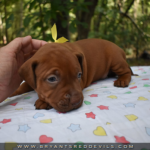 Red Nose Pit Bull Puppies For Sale