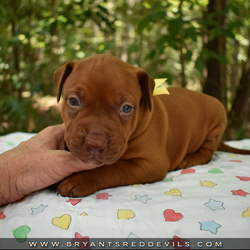 Red Nose Pit Bull Puppies For Sale