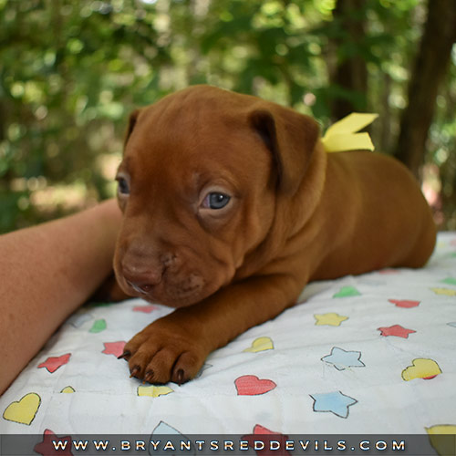 Red Nose Pit Bull Puppies For Sale