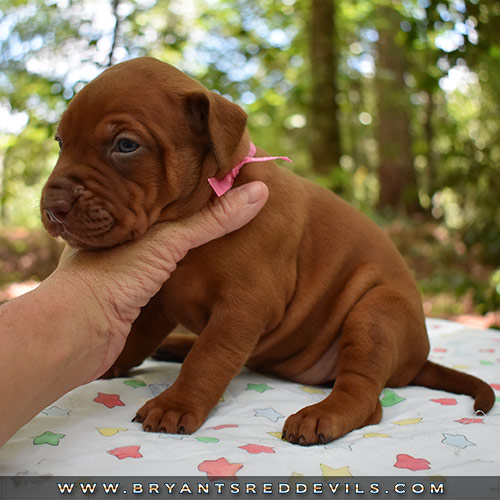 Red Nose Pit Bull Puppies For Sale