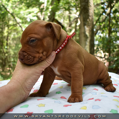 Red Nose Pit Bull Puppies For Sale