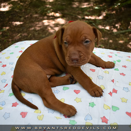 Red Nose Pit Bull Puppies For Sale