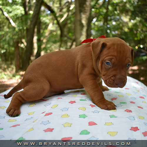 Red Nose Pit Bull Puppies For Sale