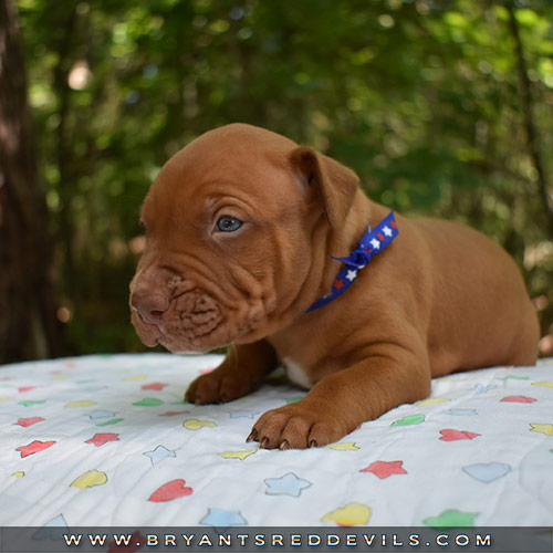 Red Nose Pit Bull Puppies For Sale