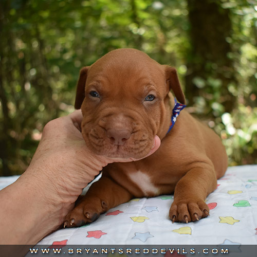 Red Nose Pit Bull Puppies For Sale