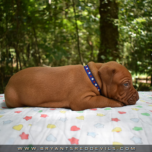 Red Nose Pit Bull Puppies For Sale